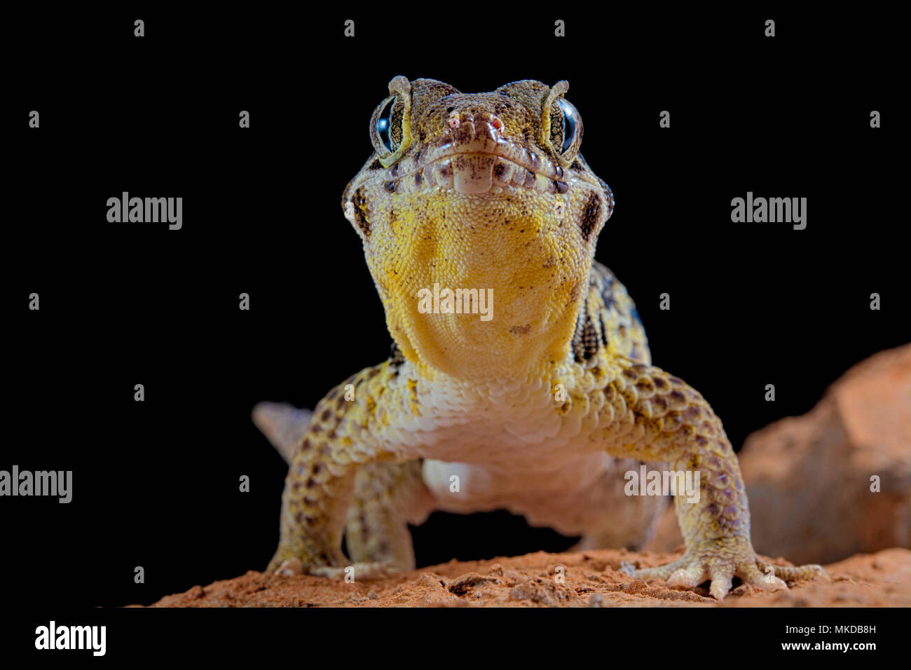 Frog-eyed gecko (Teratoscincus roborowskii) on black background Stock