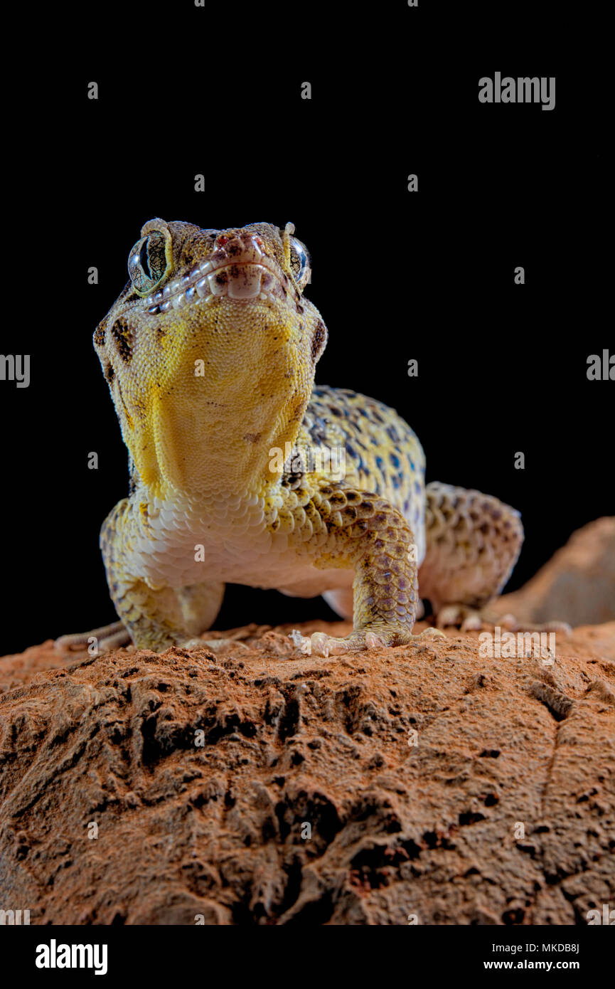 Frog-eyed gecko (Teratoscincus roborowskii) on black background Stock