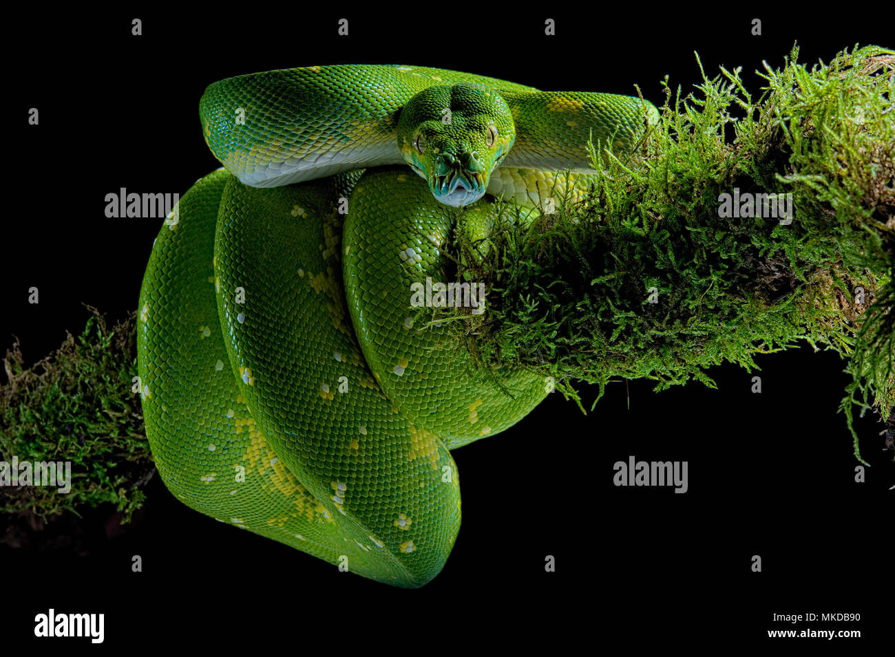 All Black Tree Python