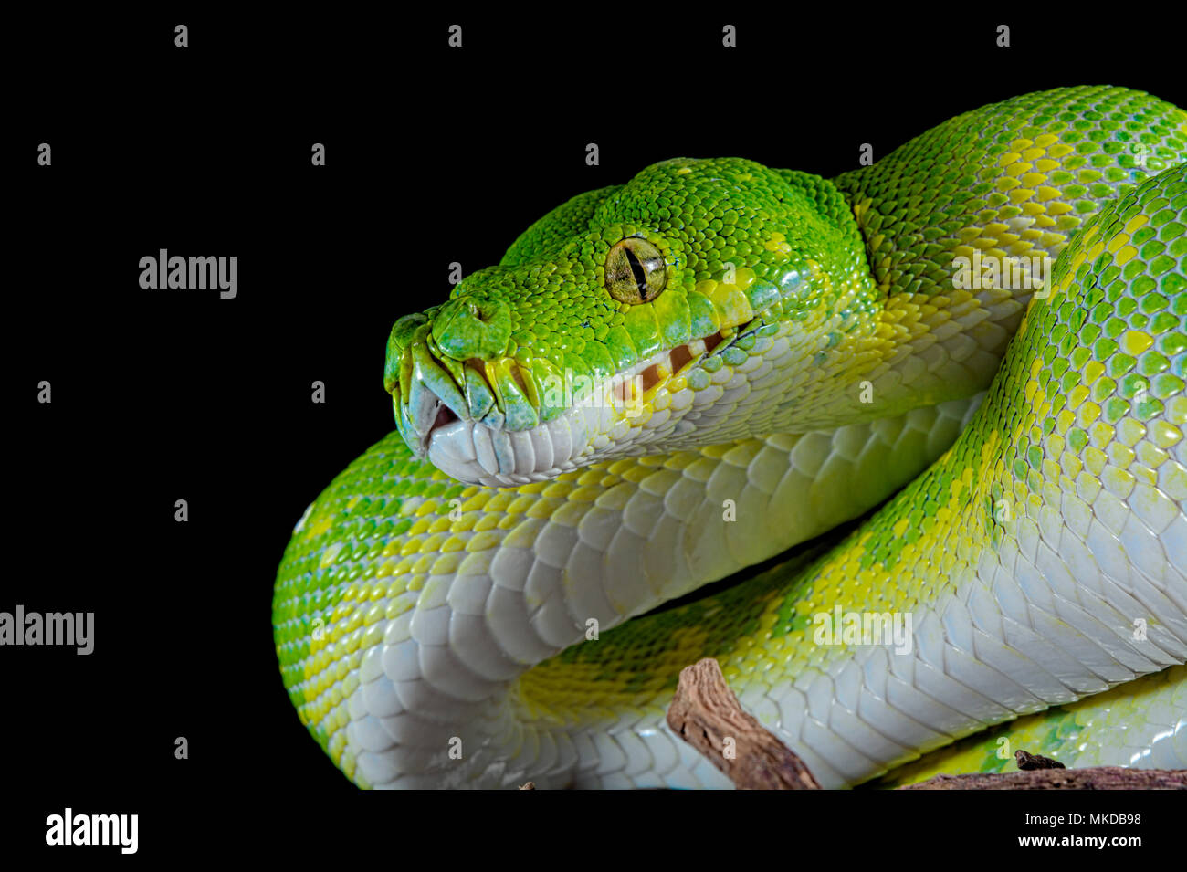 All Black Tree Python