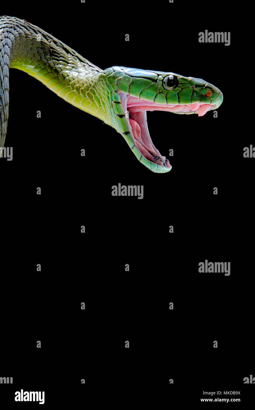 Jameson's mamba (Dendroaspis jamesoni jamesoni) on black background ...