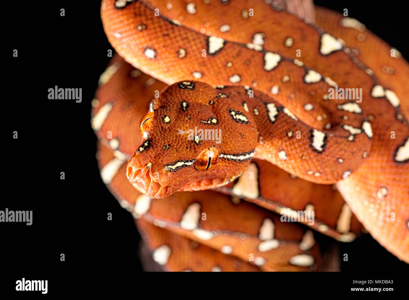 Portrait of Green tree python (Morelia viridis) on black background ...