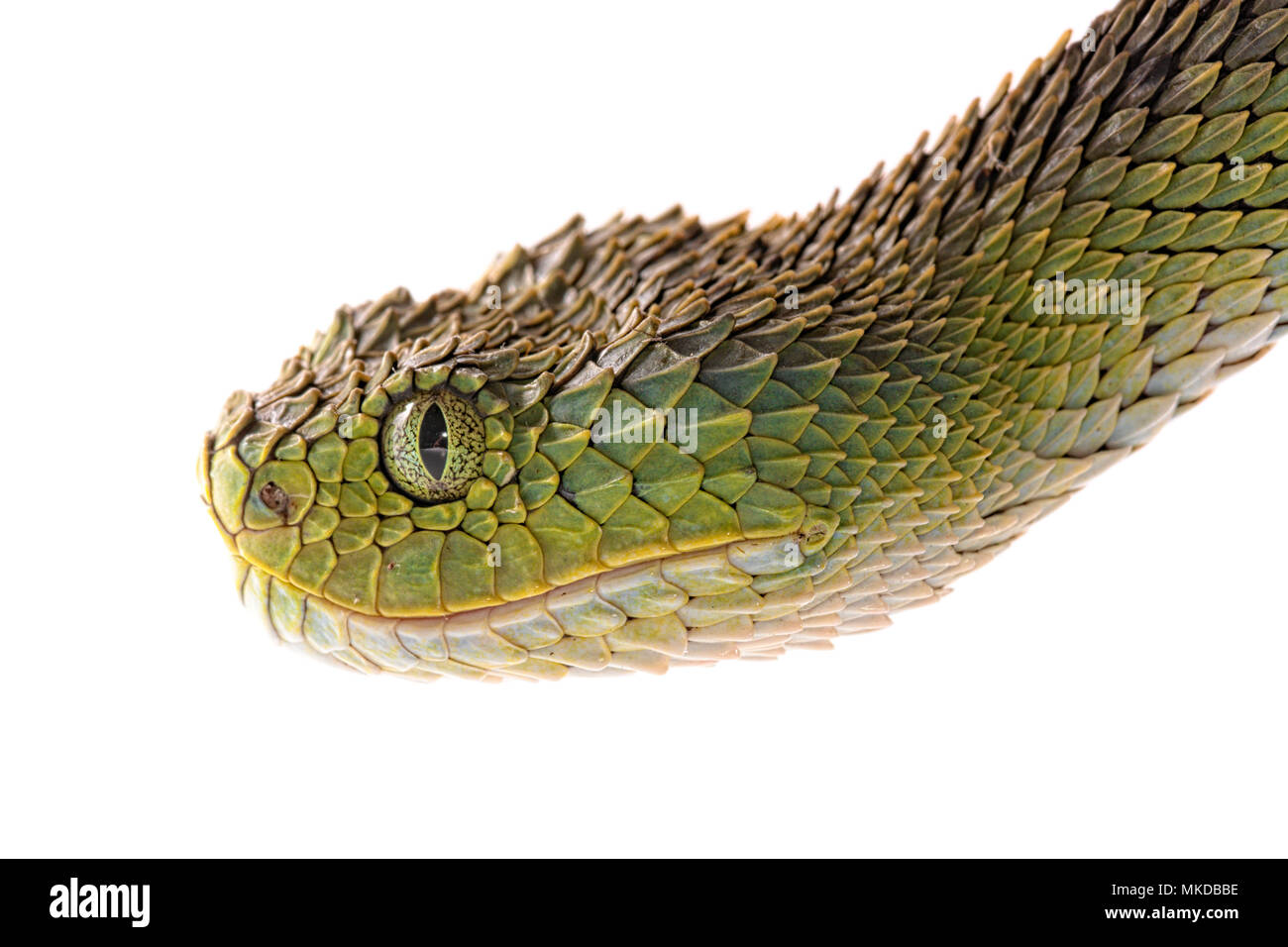 Green bush viper Atheris squamigera , on a branch, captive, Congo