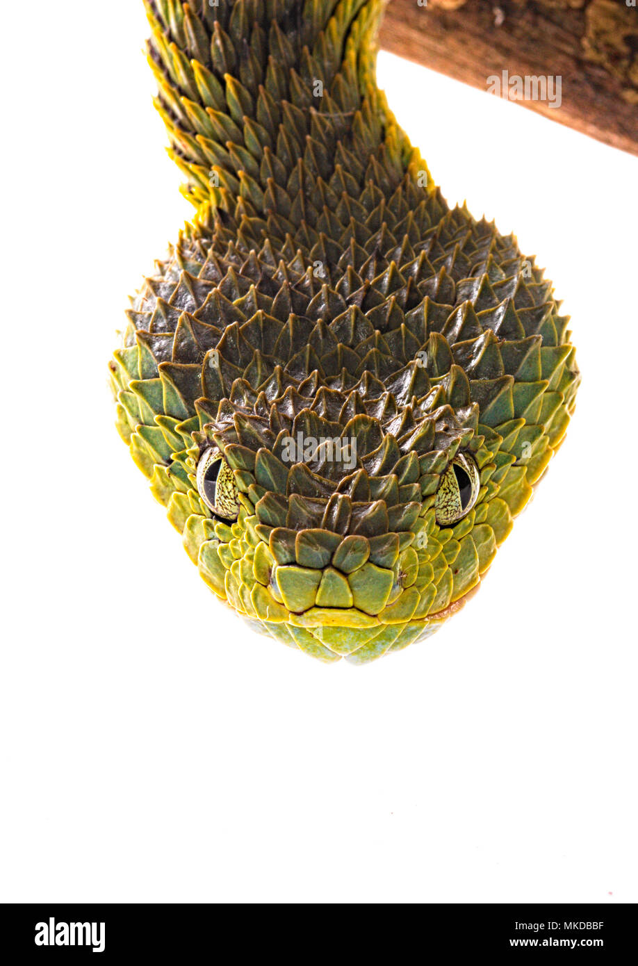 Portrait of Bush viper (Atheris squamigera) on a branch on black back  ground Stock Photo - Alamy