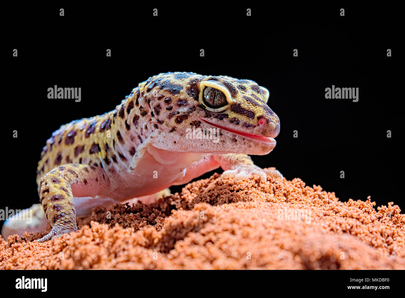 Leopard gecko (Eublepharis macularius) on black background. Stock Photo