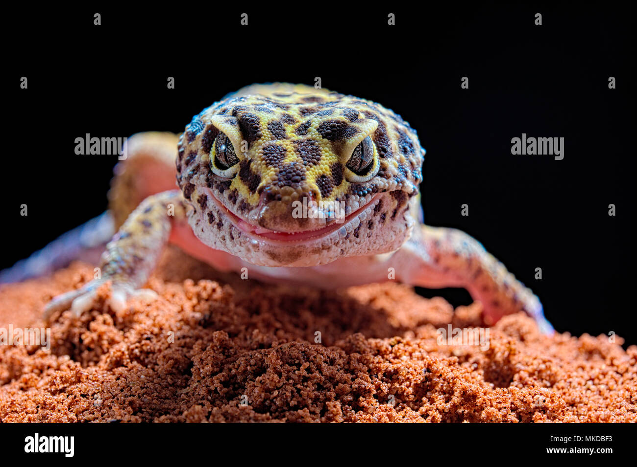 Leopard gecko (Eublepharis macularius) on black background. Stock Photo