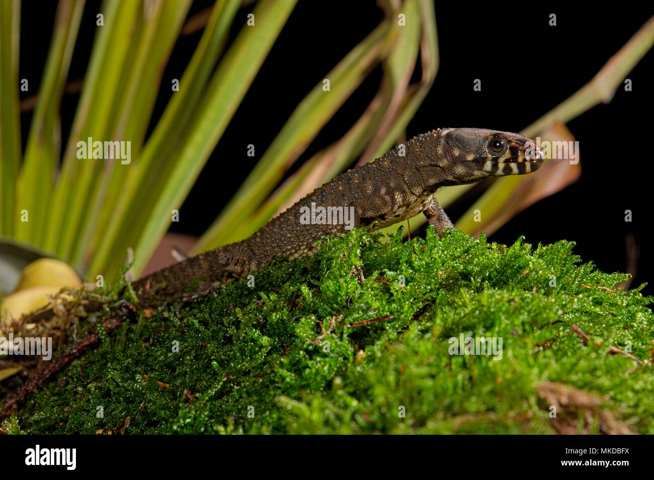 Smith's Tropical Night Lizard (Lepidophyma smithii) on black background