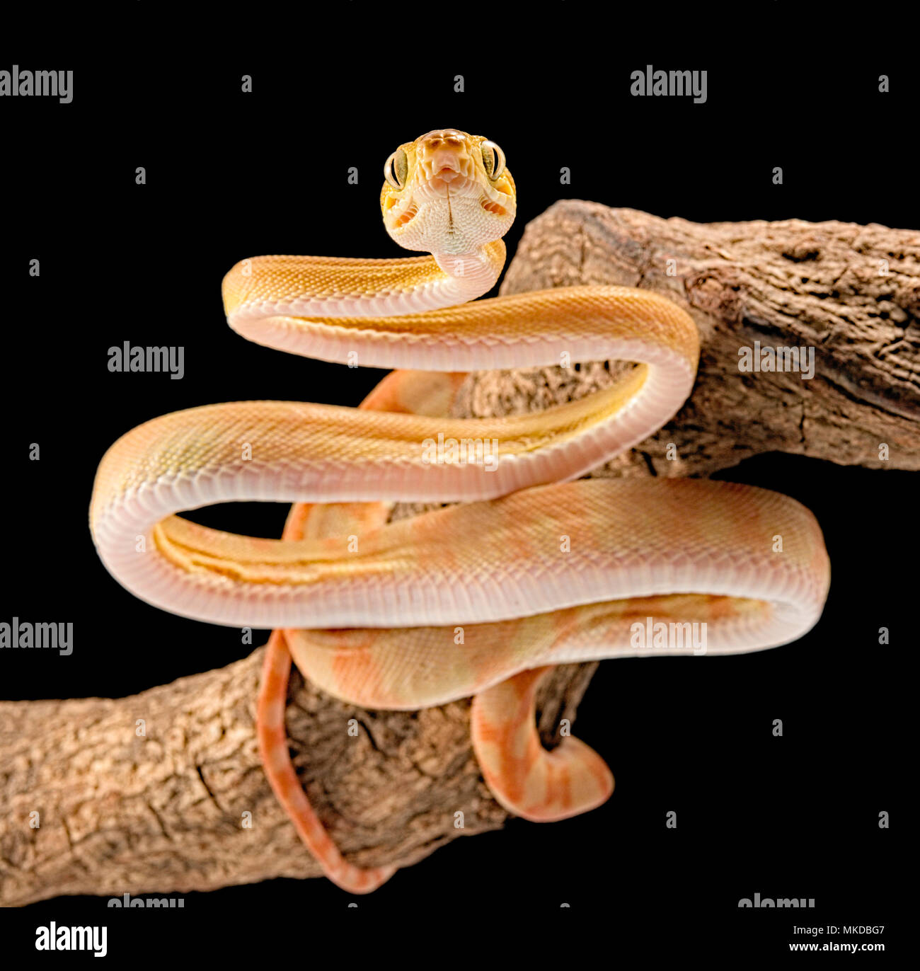 Amazon tree boa (Corallus hortulanus) on black background Stock Photo ...