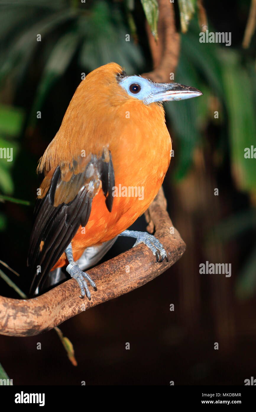 Capuchinbird (Perissocephalus tricolor) on a branch Stock Photo
