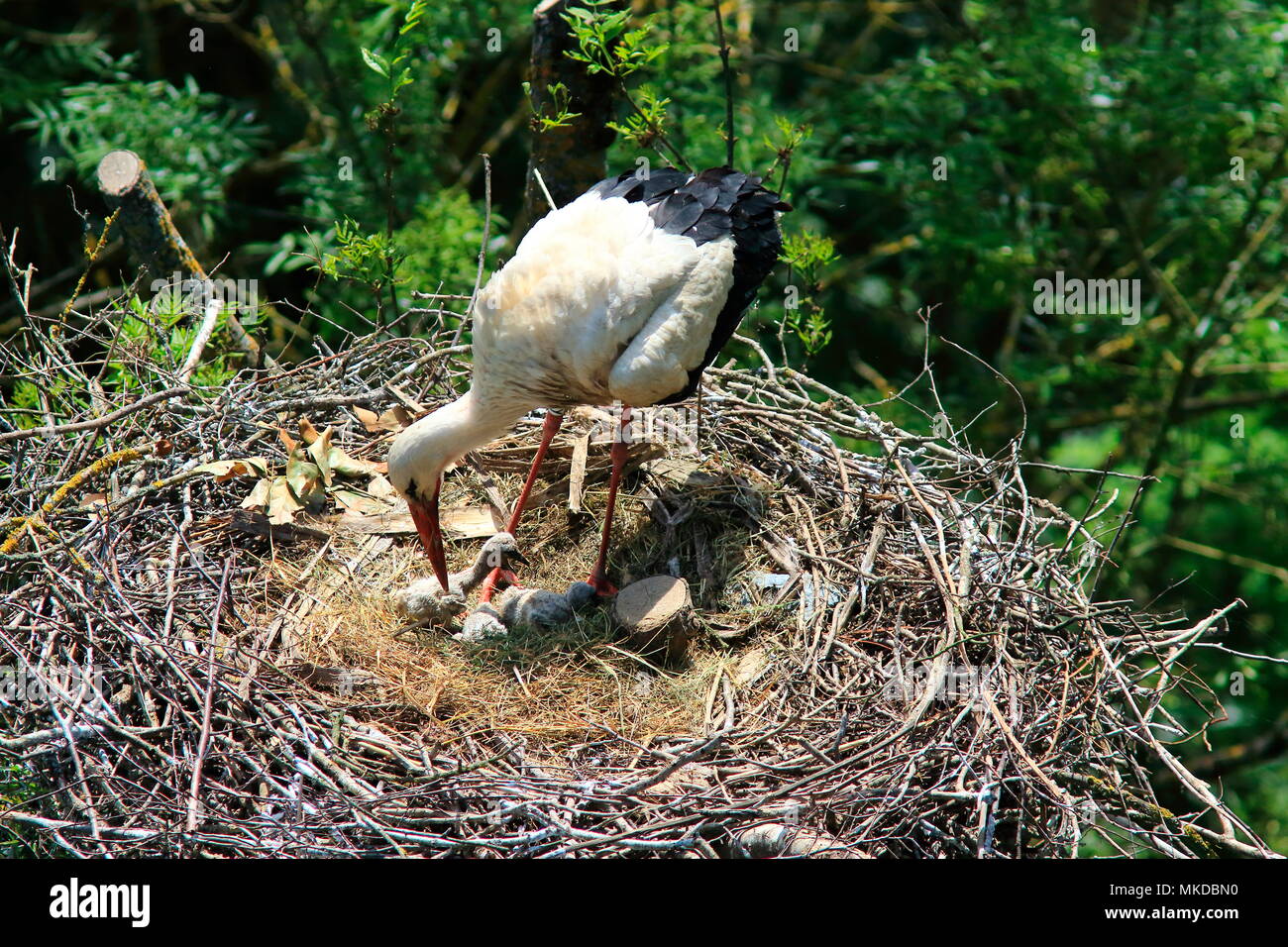 White Stork (Ciconia ciconia) and young at nest in spring Stock Photo