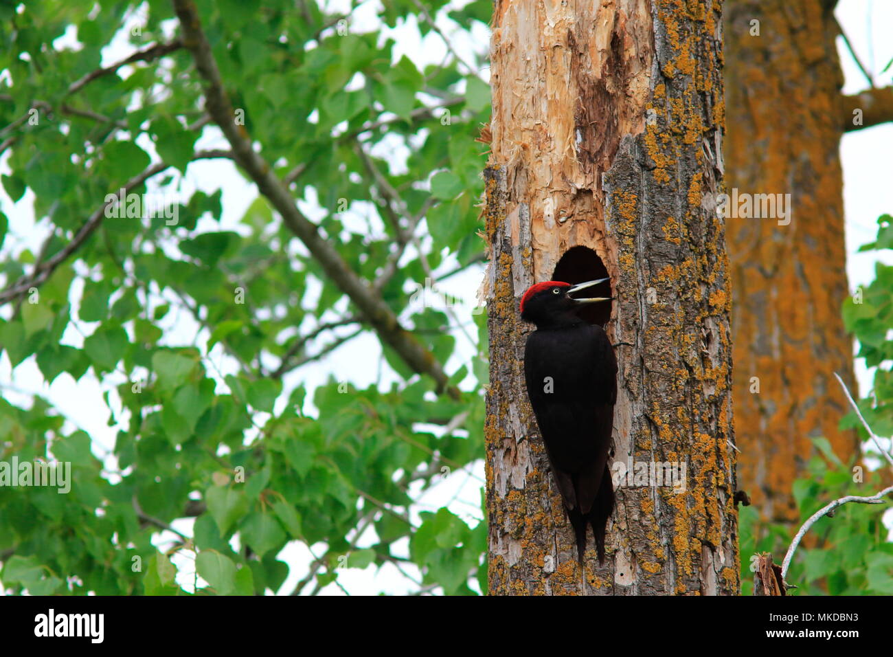 Black Woodpecker (Dryocopus martius) feeding chicks at nest in spring Stock Photo