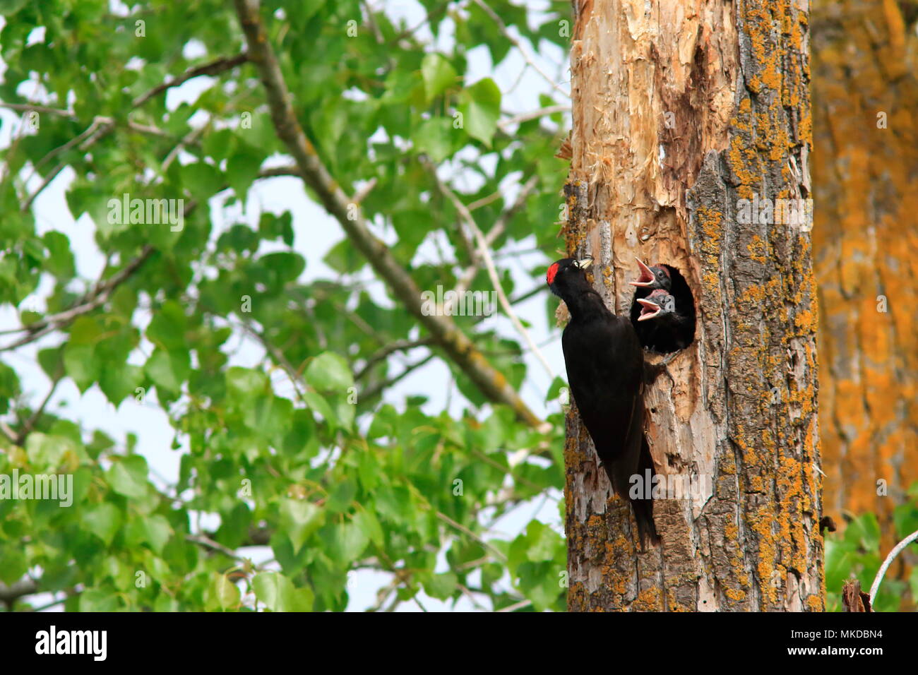 Black Woodpecker (Dryocopus martius) feeding chicks at nest in spring Stock Photo