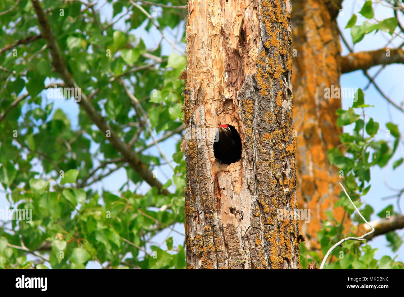 Black Woodpecker (Dryocopus martius) at nest in spring Stock Photo