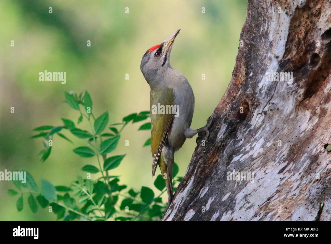 Grey-headed woodpecker (Picus canus) on a trunk in spring Stock Photo