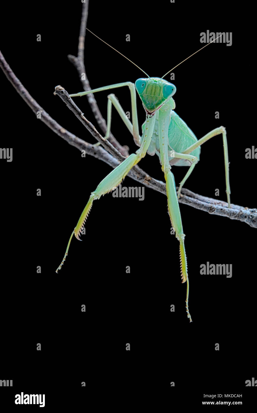 African praying mantis (Sphodromantis lineola) on black background. Stock Photo