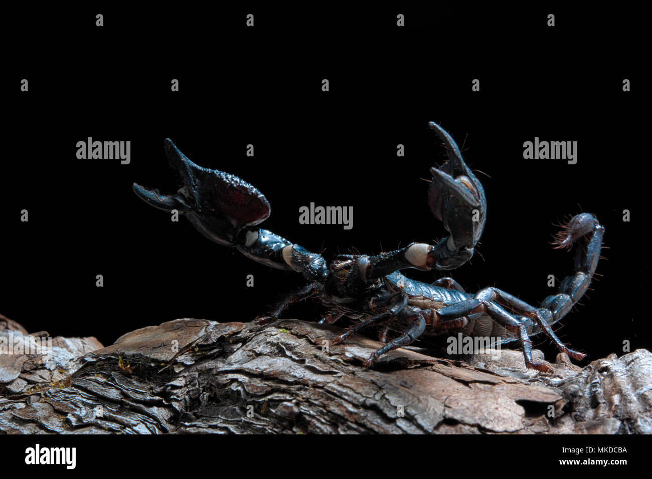 Emperor Scorpion (Pandinus Imperator) On Black Background Stock Photo ...