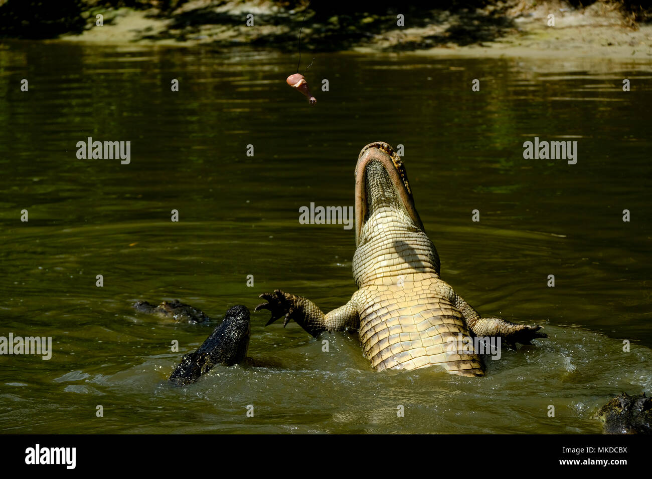 Alligators feeding in Wild Florida, USA. These alligators have been
