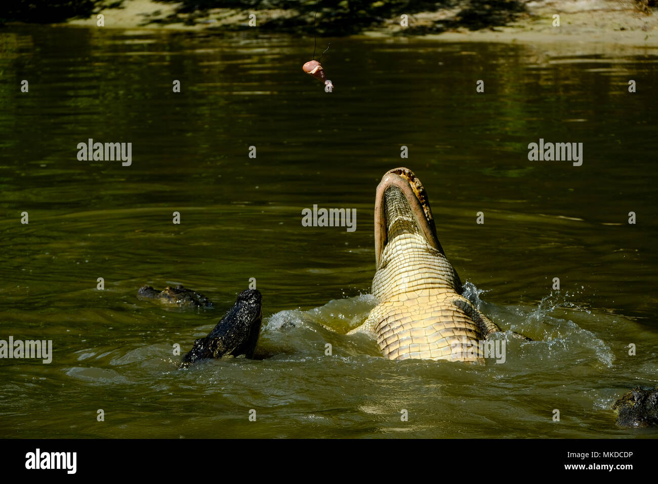 Alligators feeding in Wild Florida, USA. These alligators have been rescued and placed in secure
