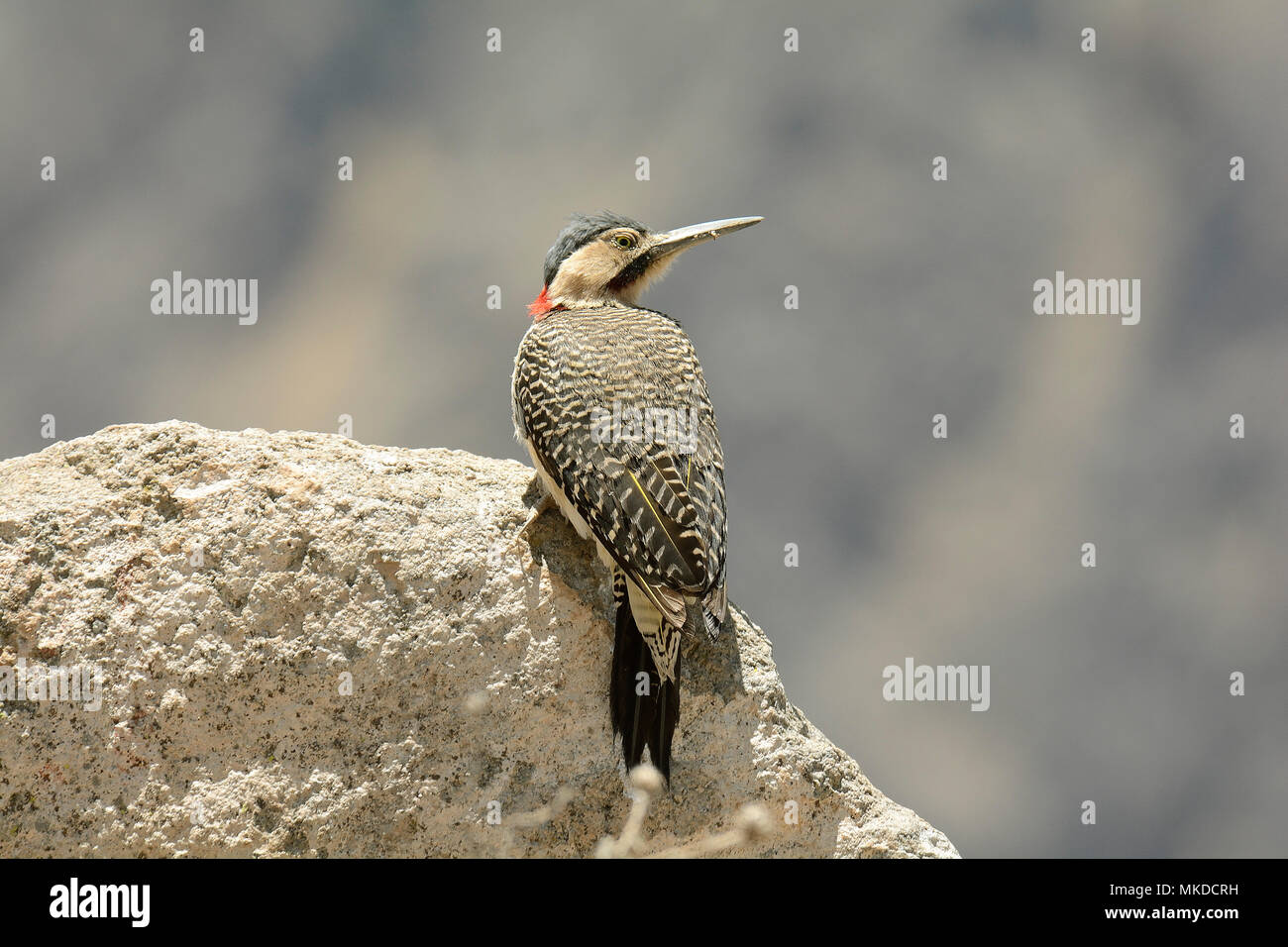 Andean Flicker (Colaptes rupicola) on rock, Colca Canyon, Arequipa Region, Peru Stock Photo