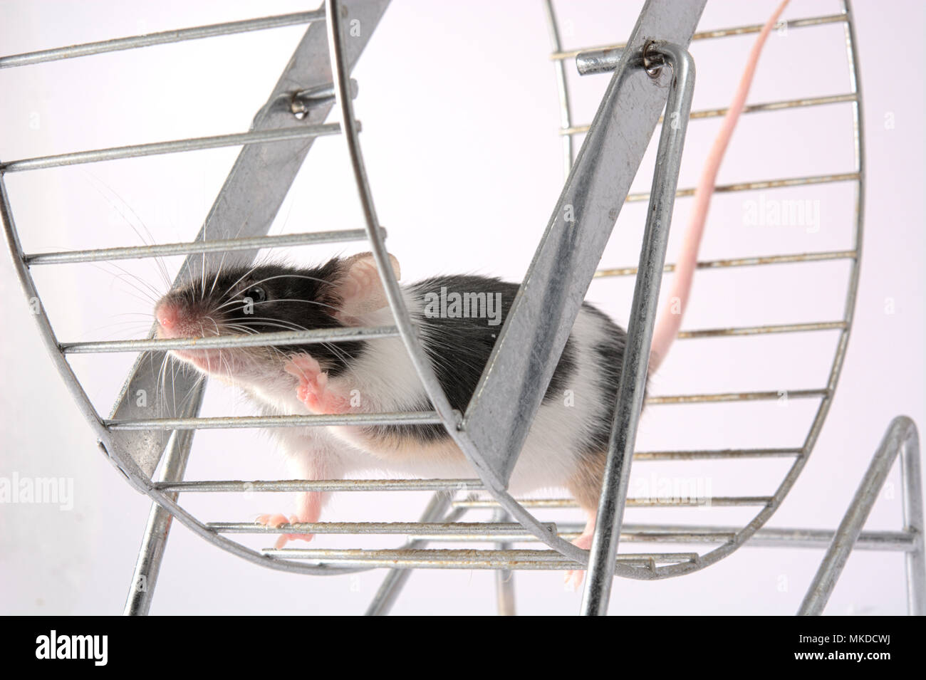 Rodent Wheel Stock Photos & Rodent Wheel Stock Images Alamy