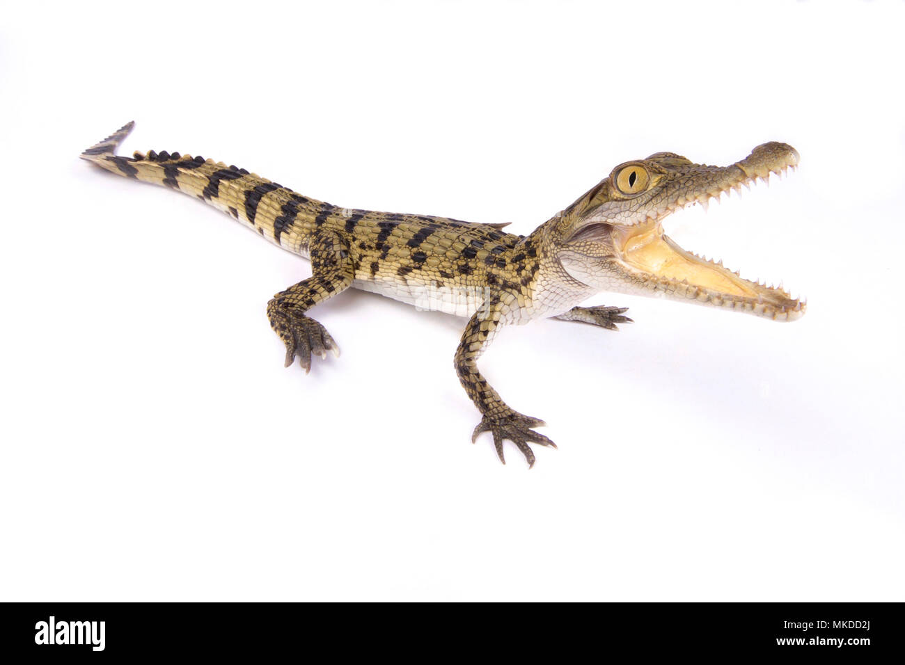 Philippine crocodile (Crocodylus mindorensis) on white background Stock Photo