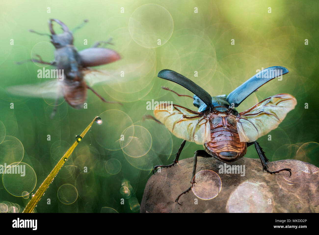 Two stag beetles starting to fly Stock Photo Alamy