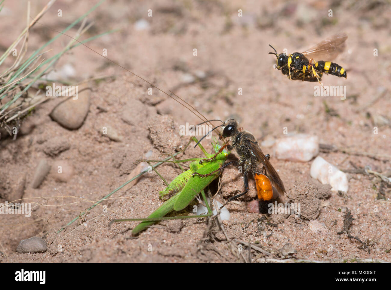 Golden digger wasp (Sphex funerarius) reporting a Sickle-bearing Bush Cricket (Phaneroptera falcata) in its gallery and Ornate Tailed Digger Wasp (Cerceris rybyensis) reporting a Mining bee (Lasioglossum sp), Regional Natural Park of Northern Vosges, France Stock Photo