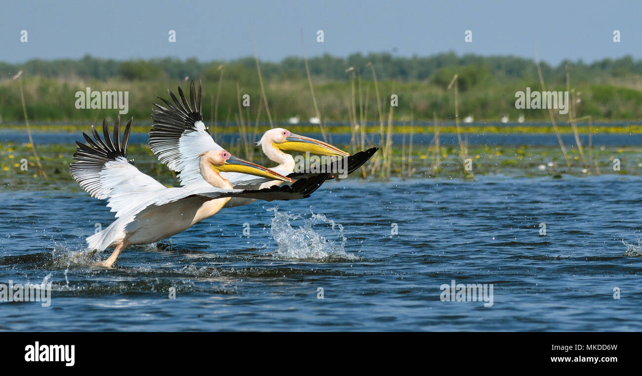 White Pelicans (Pelecanus onocrotalus) flying away, Danube Delta, Romania Stock Photo