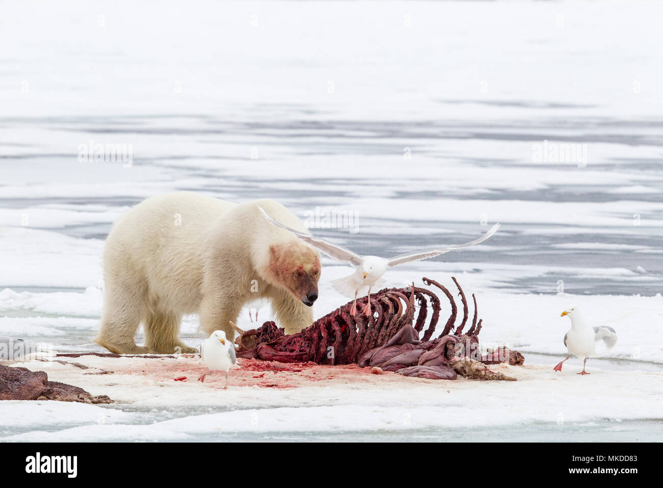 Polar bear (Ursus maritimus) eating a walrus (Odobenus rosmarus), on the ice, Spitsbergen, Svalbard, Norwegian archipelago, Norway, Arctic Ocean Stock Photo