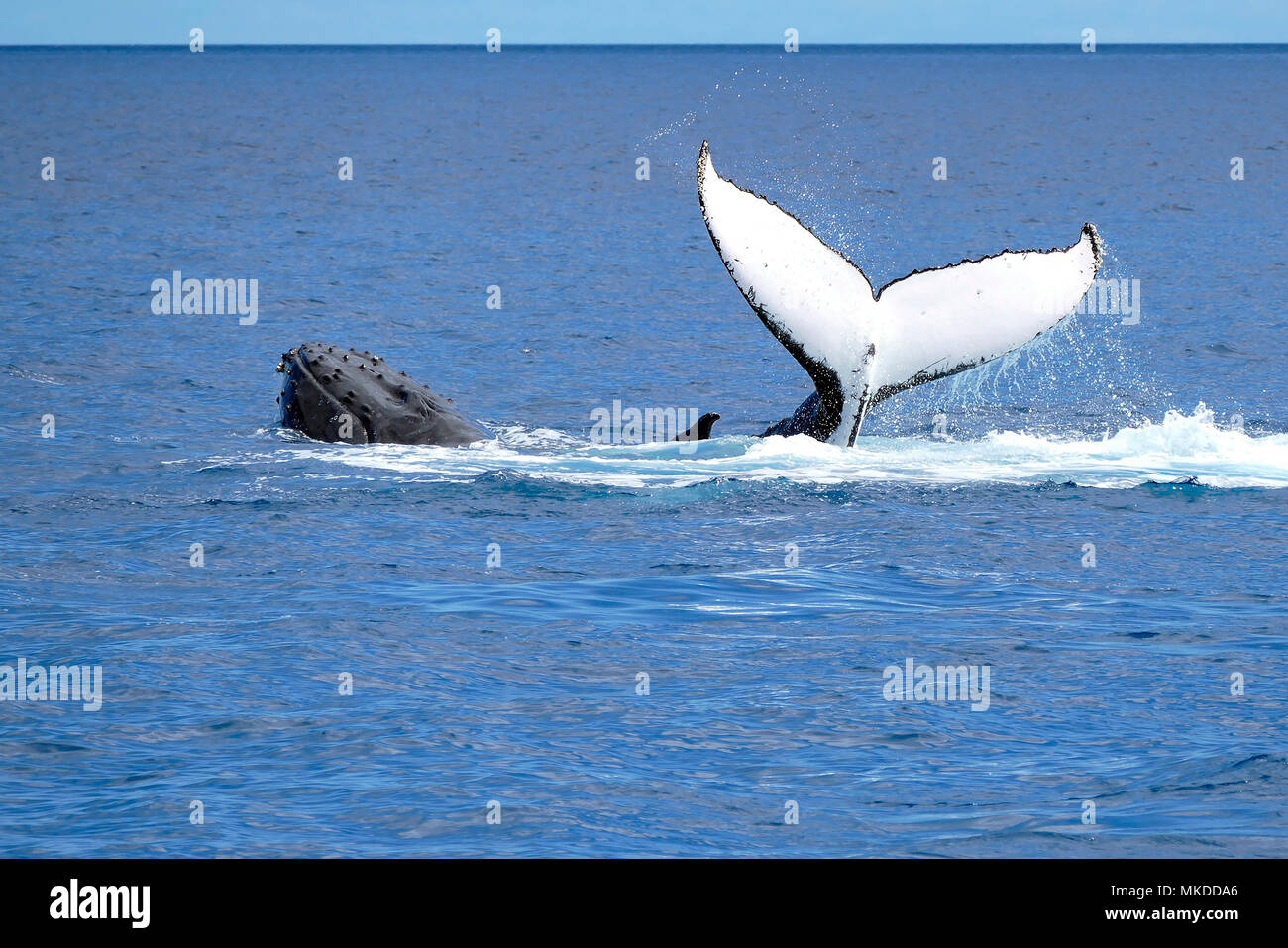 Humpback whale (Megaptera novaeangliae) on the surface, Fraser Island, Australia Stock Photo