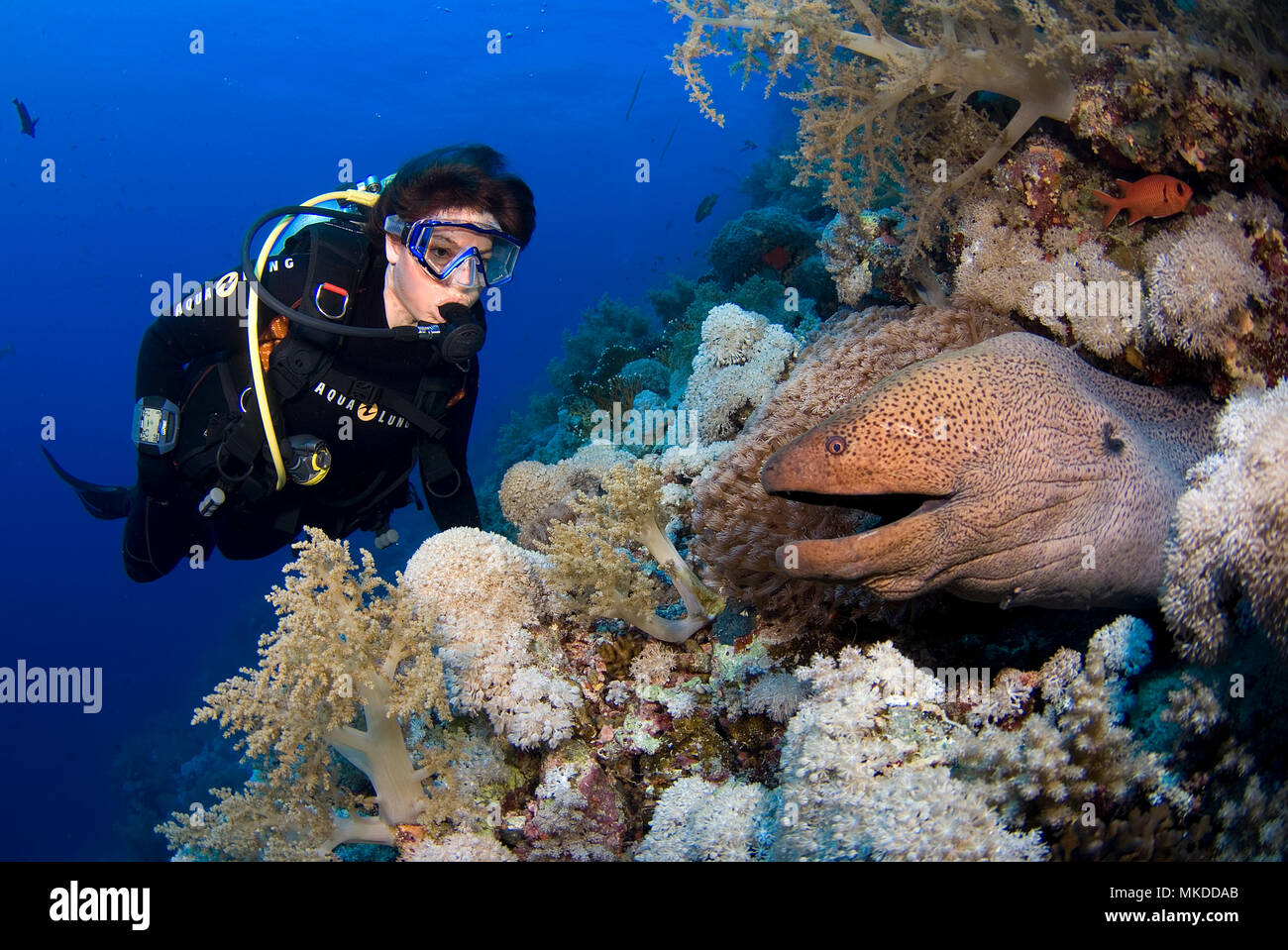 Diver and Moray in reef Stock Photo