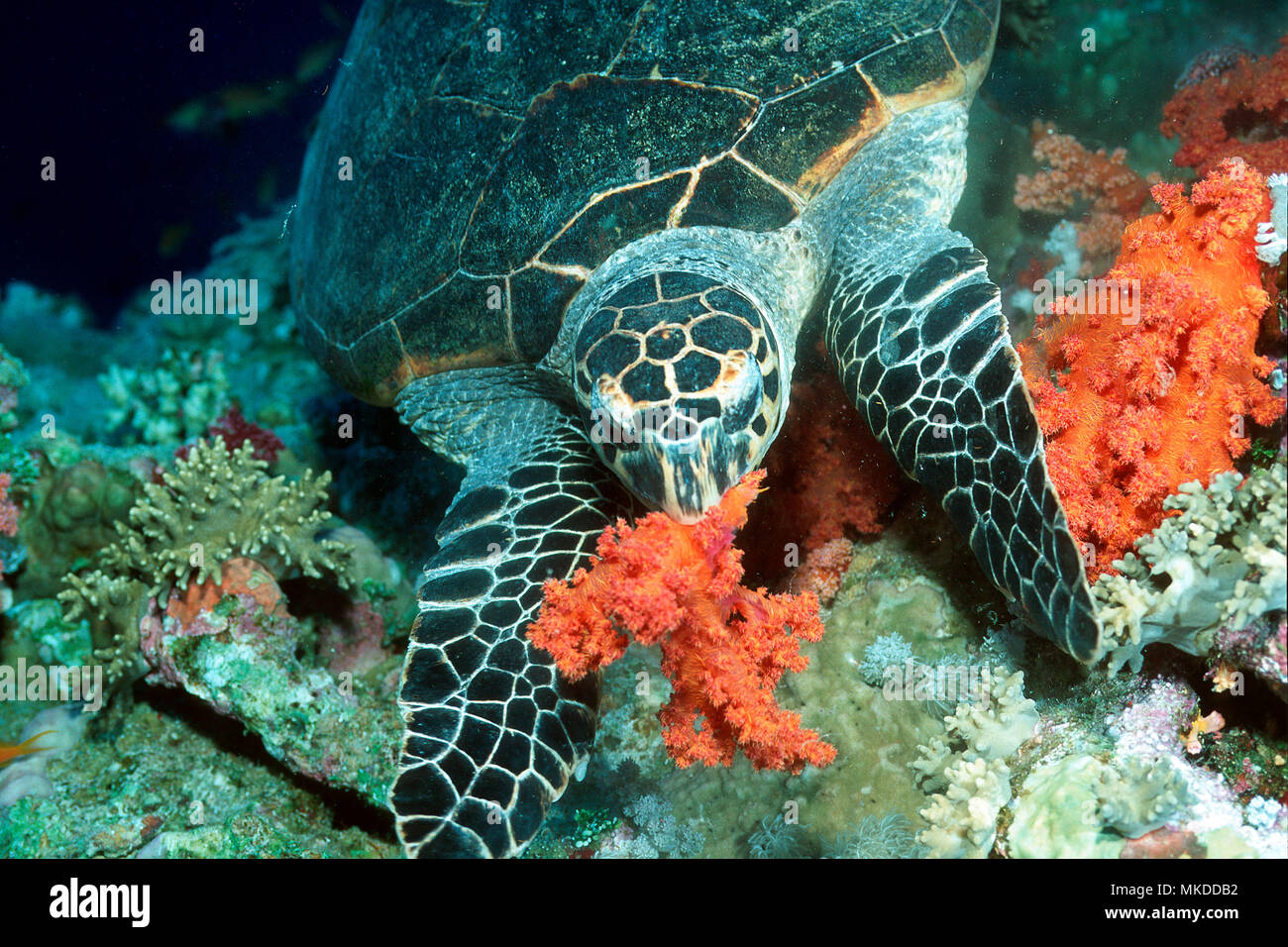 Hawksbill Turtle (Eretmochelys imbricata) feeding on Alcyonarians on reef, Elpphinstone, Egypt, Red Sea Stock Photo
