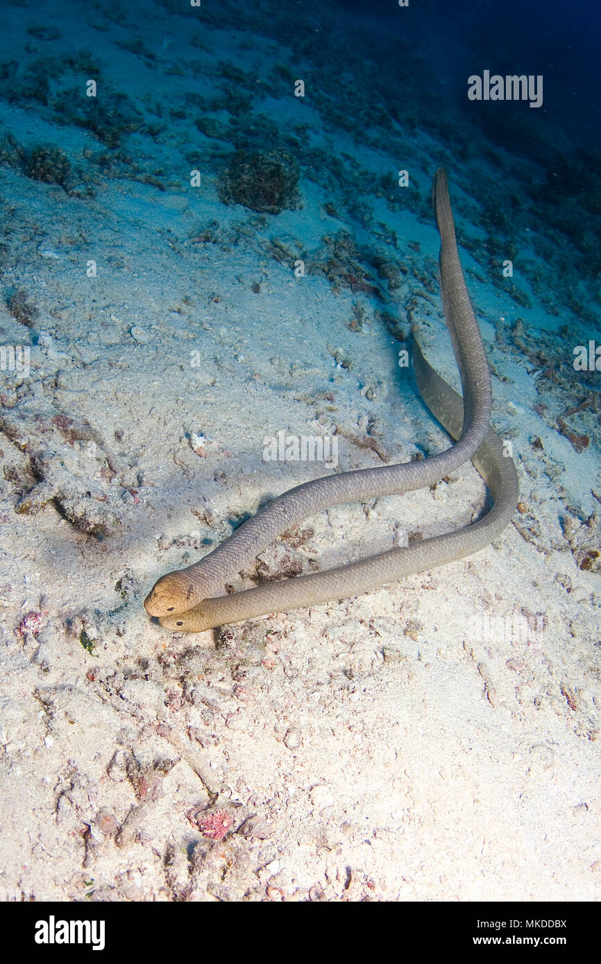 Pair Of Sea Snake On Reef Great Barrier Reef Australia Stock Photo Alamy