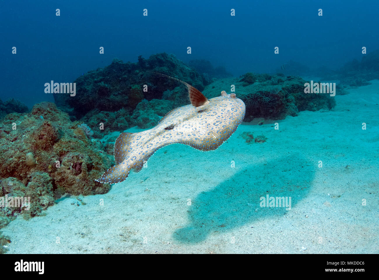 Flounder bothus sp hires stock photography and images Alamy