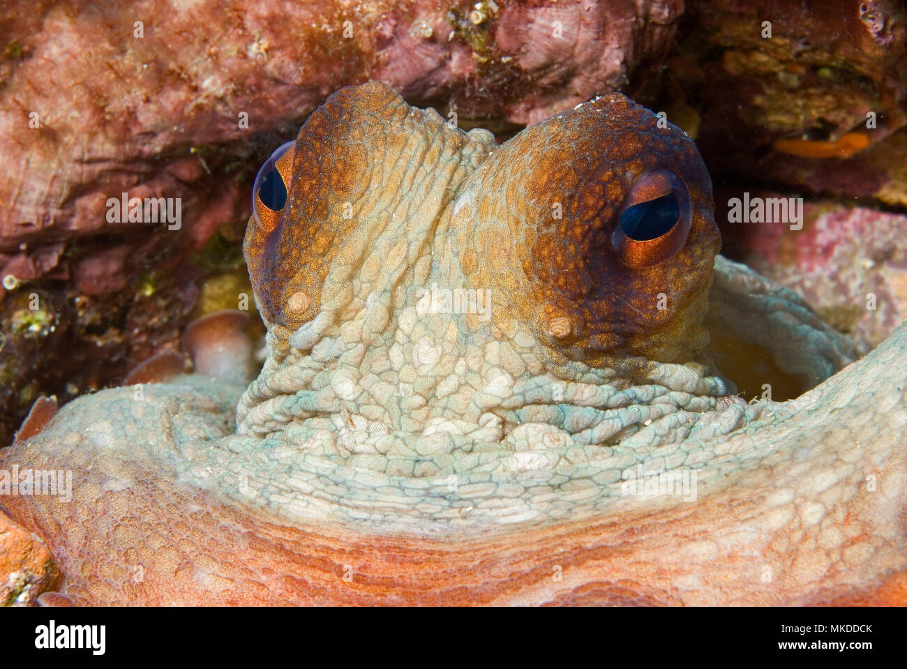 Portrait of Common Octopus (Octopus vulgaris), Mediterranean Sea Stock Photo