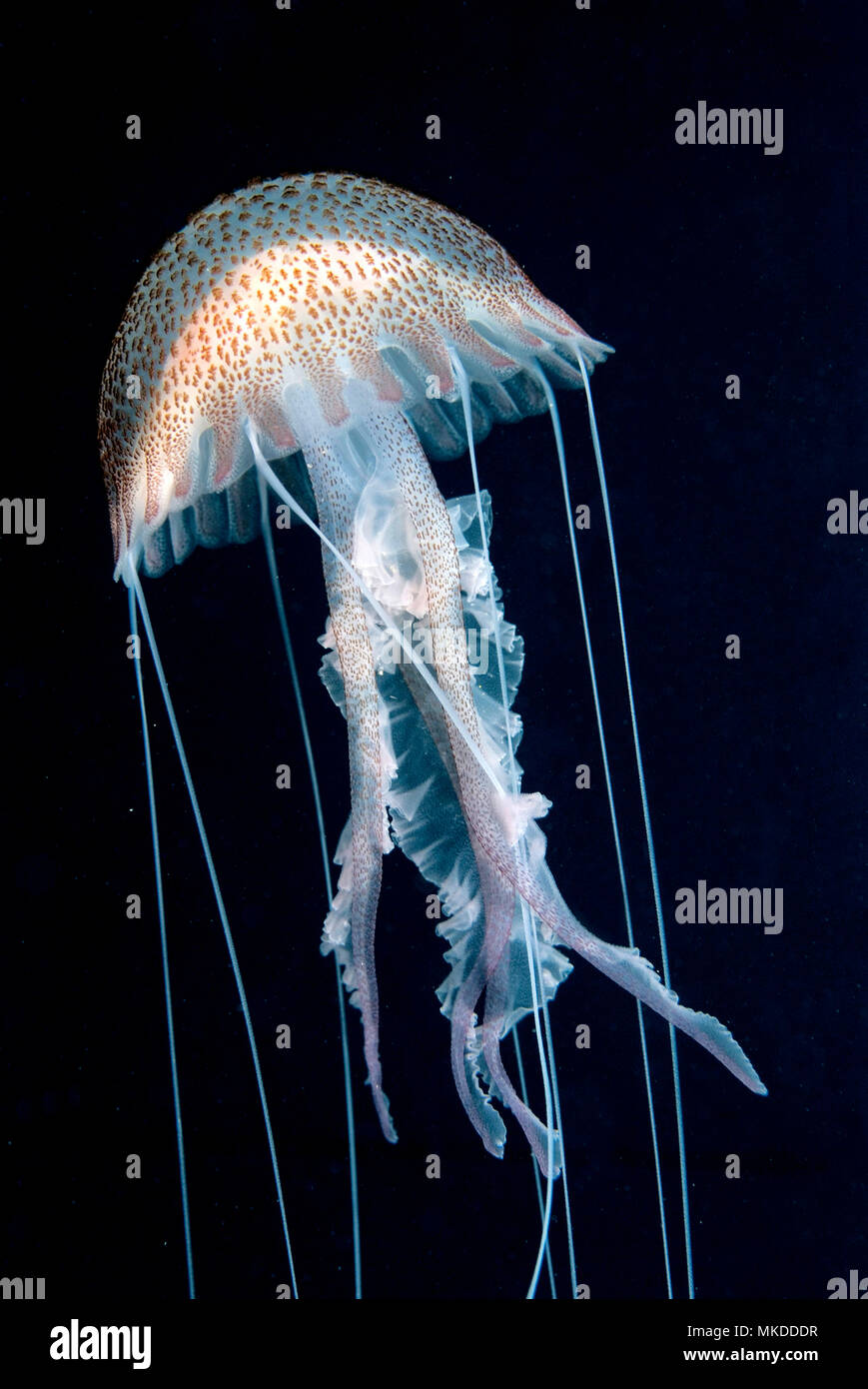 Mauve stinger jellyfish (Pelagia noctiluca) on black background, Mediterranean Sea Stock Photo