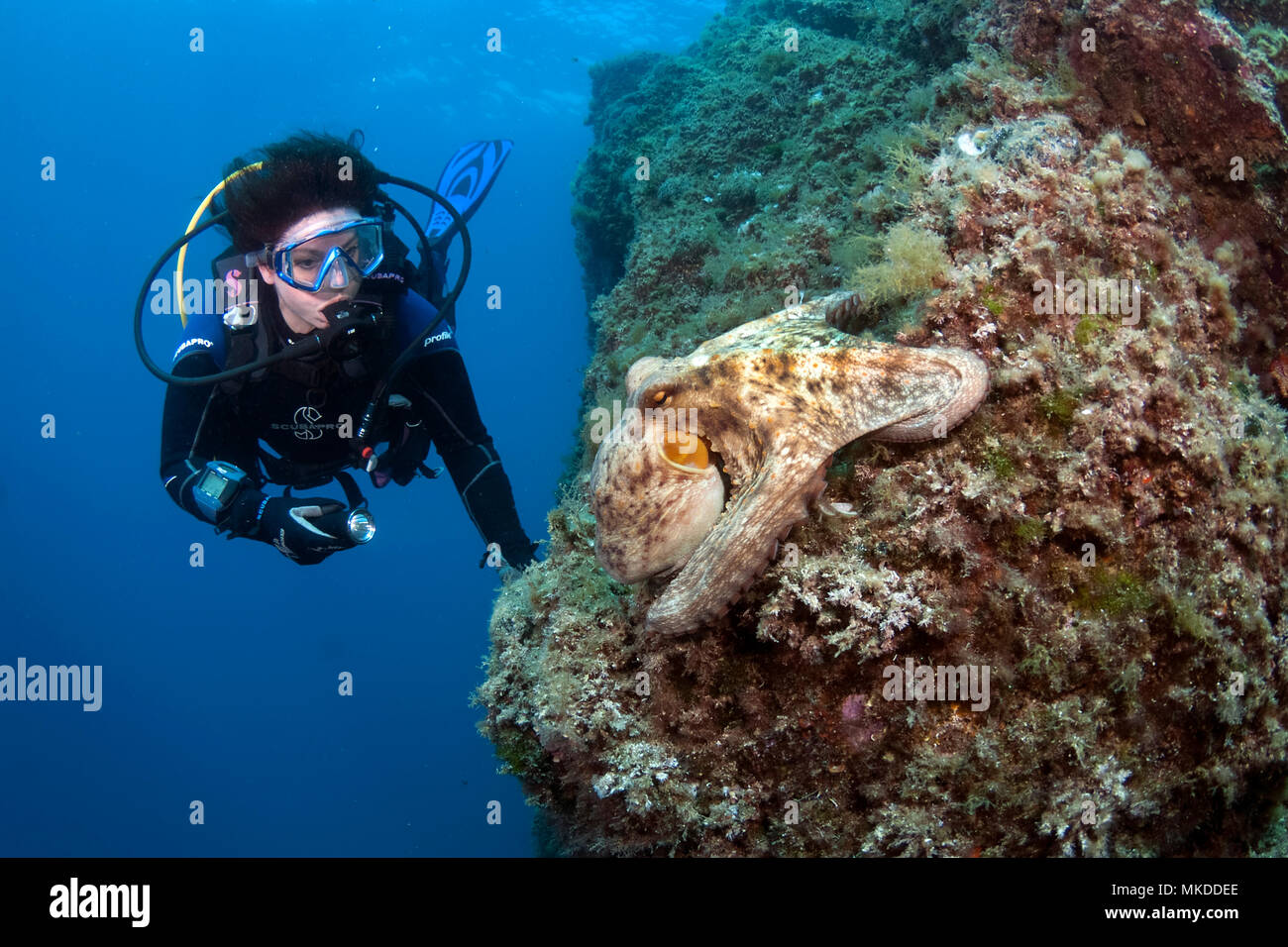 Diver and Common Octopus (Octopus vulgaris) on the reef, Scandola, Corsica, Mediterranean Sea Stock Photo