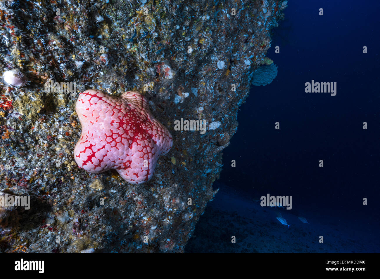 Pumpkin sea star (Astrosarkus sp.) attached to rock wall, 90 meters depth, indian Ocean, Mayotte. Possibly new species. Stock Photo