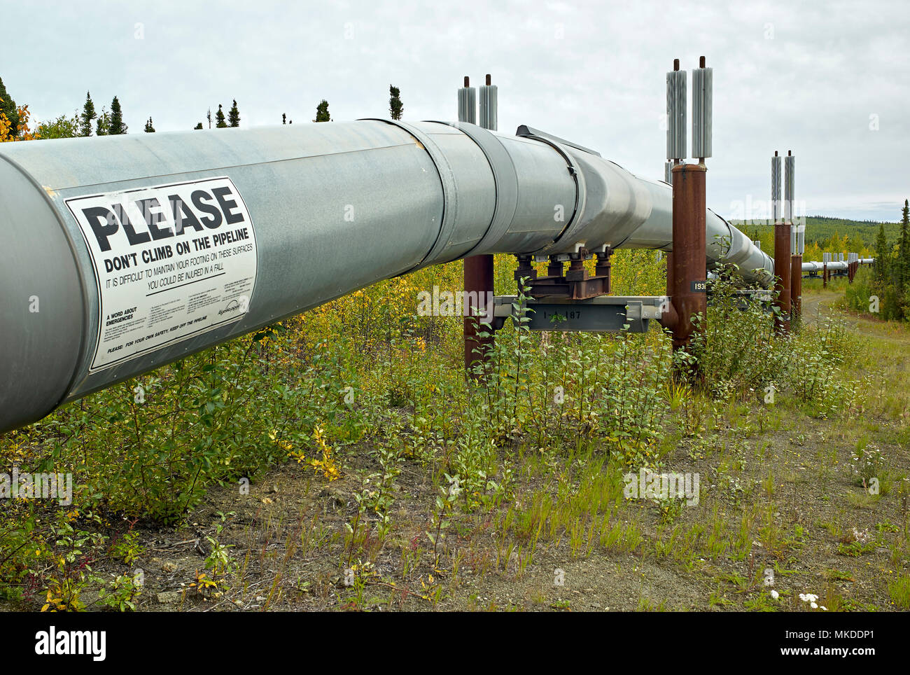 Dalton Highway : from Fairbanks to Prudhoe Bay, Trans Alaska Pipeline System (TAPS), In the fall the pipeline in its flight south of the Brooks Range and Atigun Pass, (mile 244), Alaska, USA Stock Photo