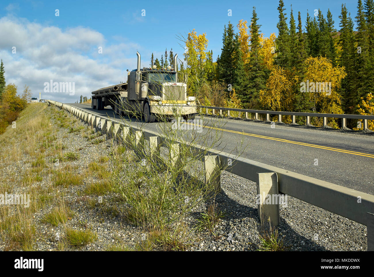 Dalton Highway from Fairbanks to Prudhoe Bay, Invasive plant White