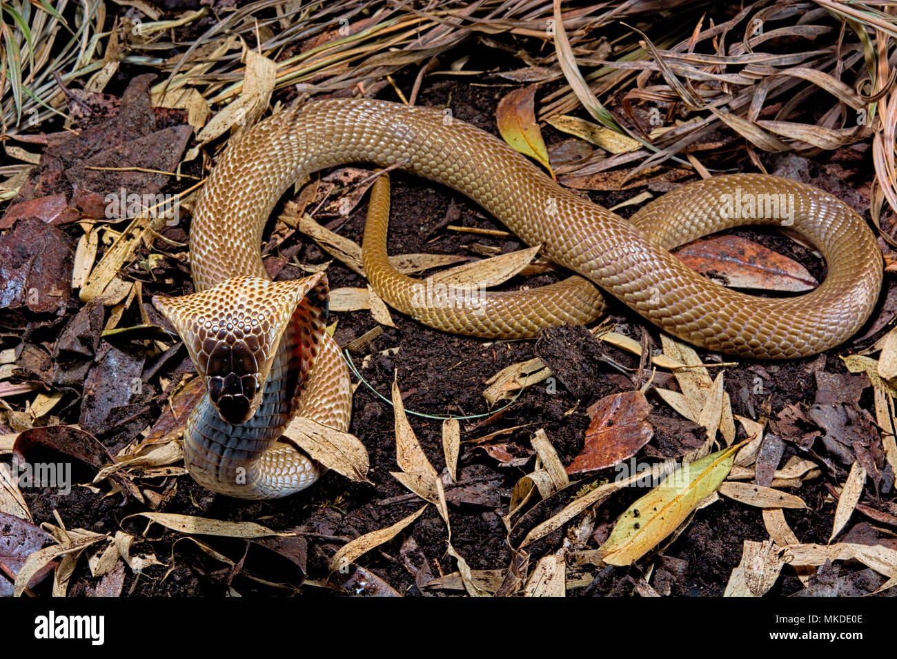 Monocled cobra (Naja kaouthia) Stock Photo