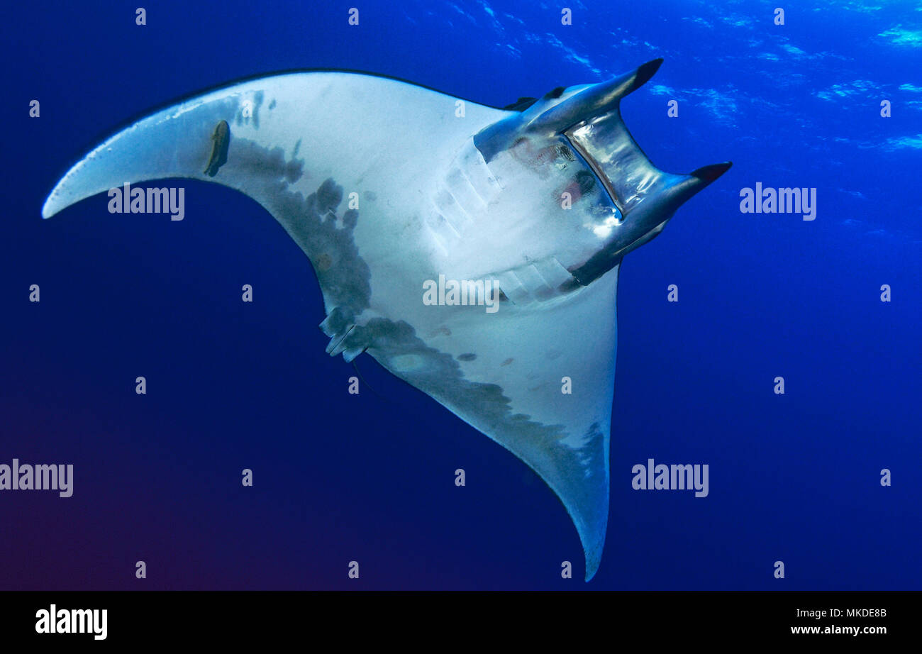 Horned Ray Canary fish. Horned ray (Mobula tarapacana), El Hierro, Canary Islands ...