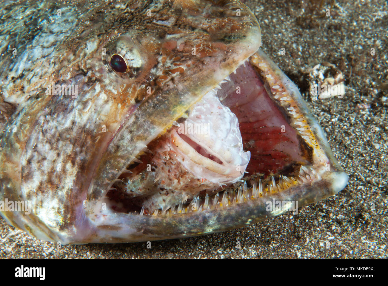 Lizarfish (Synodus synodus) trying to eat a scorpionfish - Poisson lezard - Eidechsenfisch. Gran Canaria, Canary Islands. Stock Photo