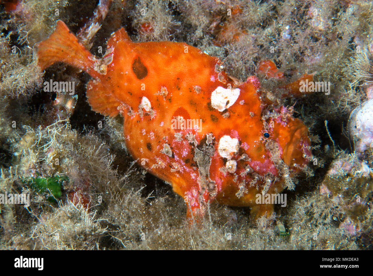 Frogfish (Antennarius nummifer) in reef, Gran Canaria, Canary Islands. Stock Photo