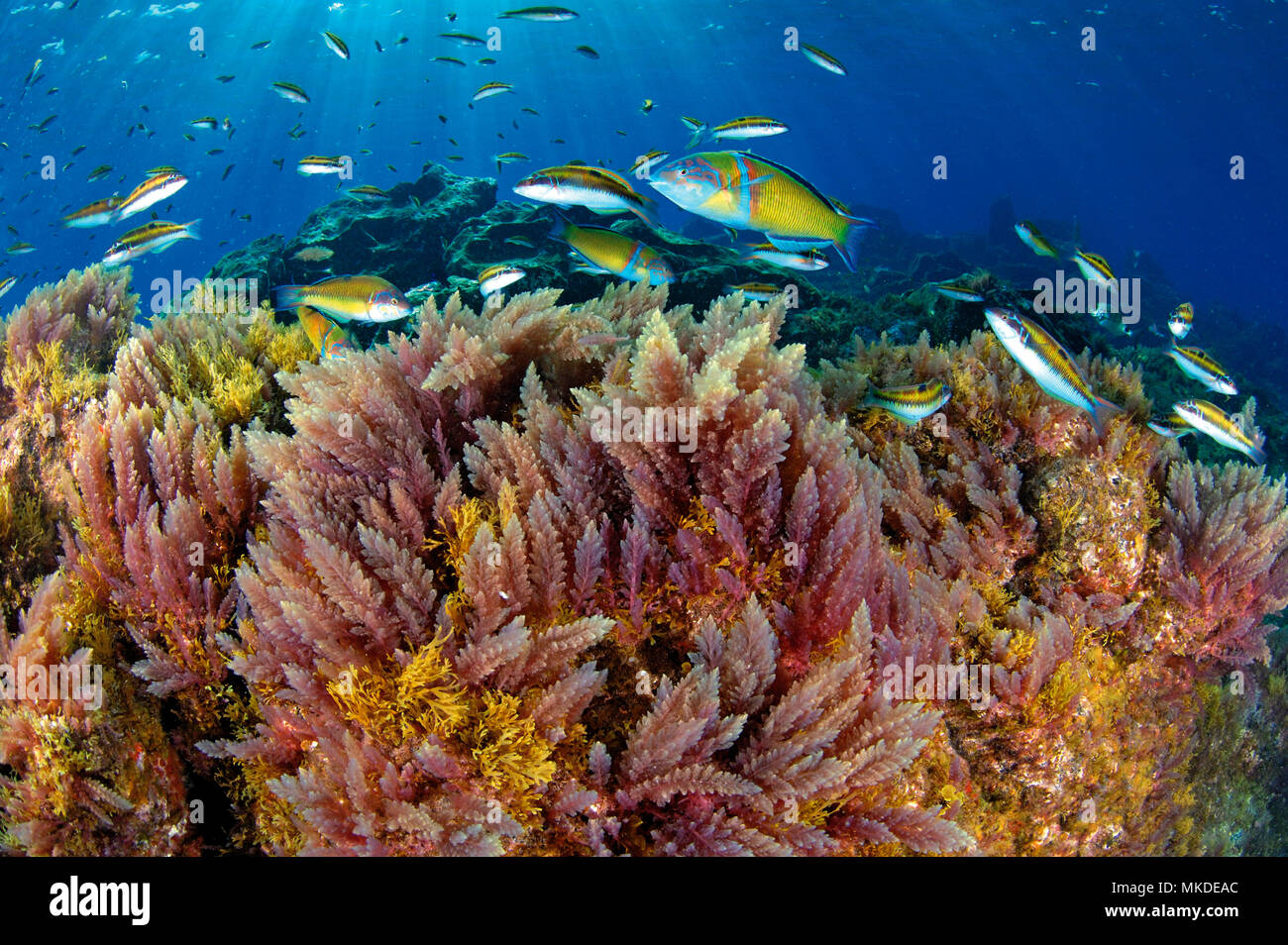 Red algae (Asparagopsis taxiformis) and Ornate wrasse. Tenerife, Canary Islands. Stock Photo