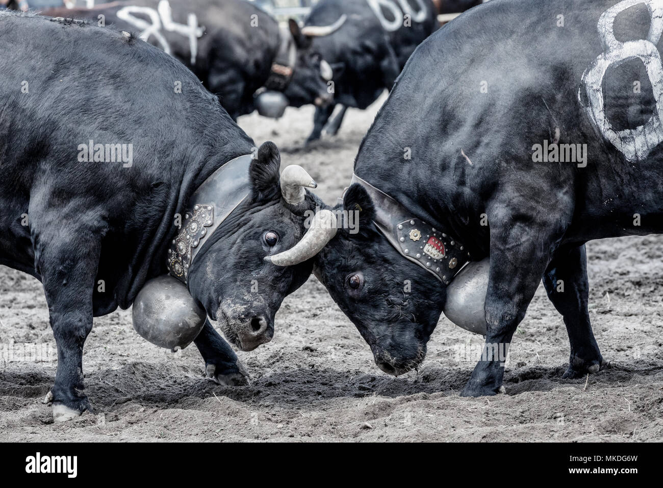 Eringer cows locking horns during a cow fight, tradition, heritage from