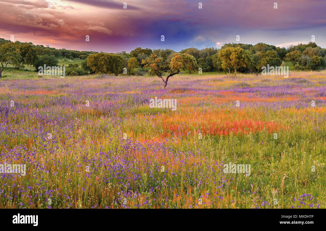 Scenic landscape with old cork trees, wildflower field in blossom and dramatic clouds Stock Photo