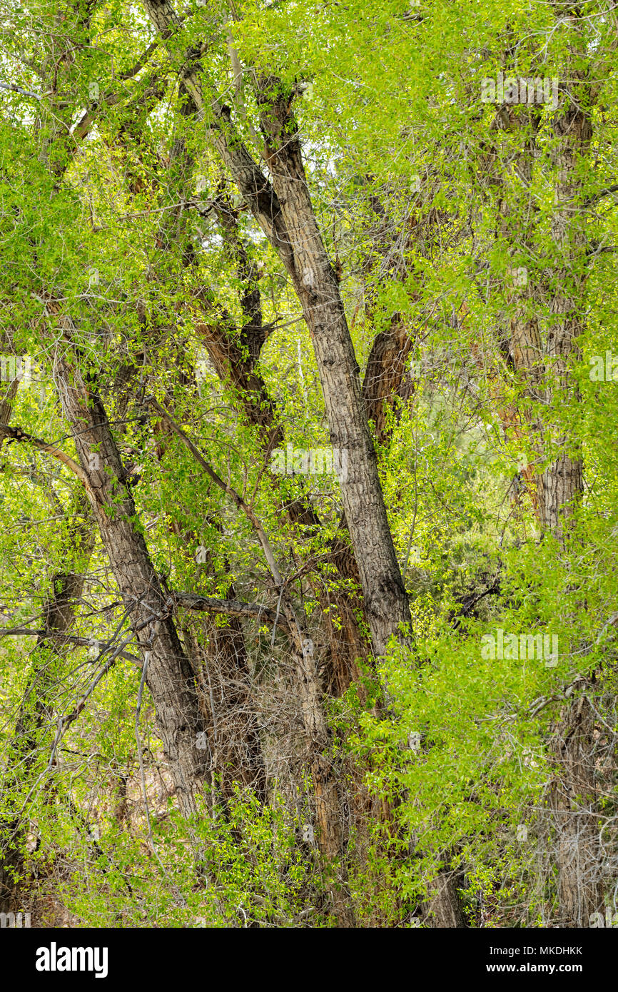 Old Cottonwood Tree (Populus deltoides) in fresh springtime green bloom; Salida; Colorado; USA Stock Photo