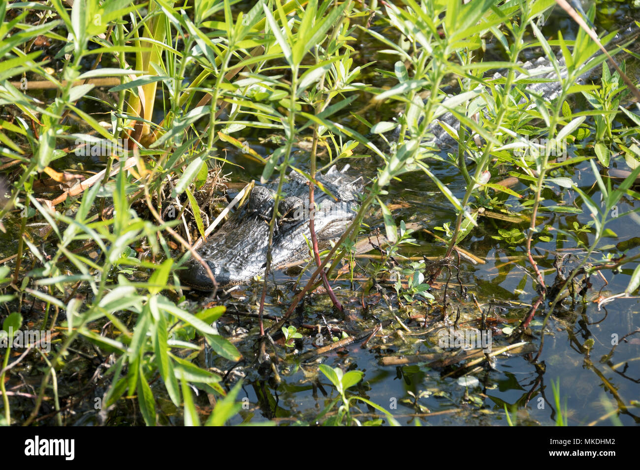 Young Wild Alligator in swamp waters Florida, USA Stock Photo