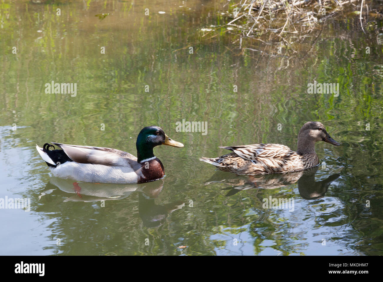 Breeding pair of Mallard ducks, Anas platyrhynchos, swimming  with reflection in a saltwater canal in spring. Closeup profile view Stock Photo